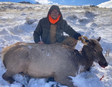 A hunter wearing an orange scarf kneeling in the snow beside a cow elk harvested during a guided hunt with SNS.